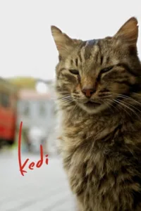 مشاهدة فيلم Kedi (2017) مترجم 2017