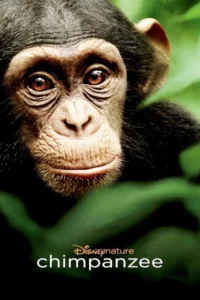مشاهدة فيلم Chimpanzee (2012) مترجم 2012